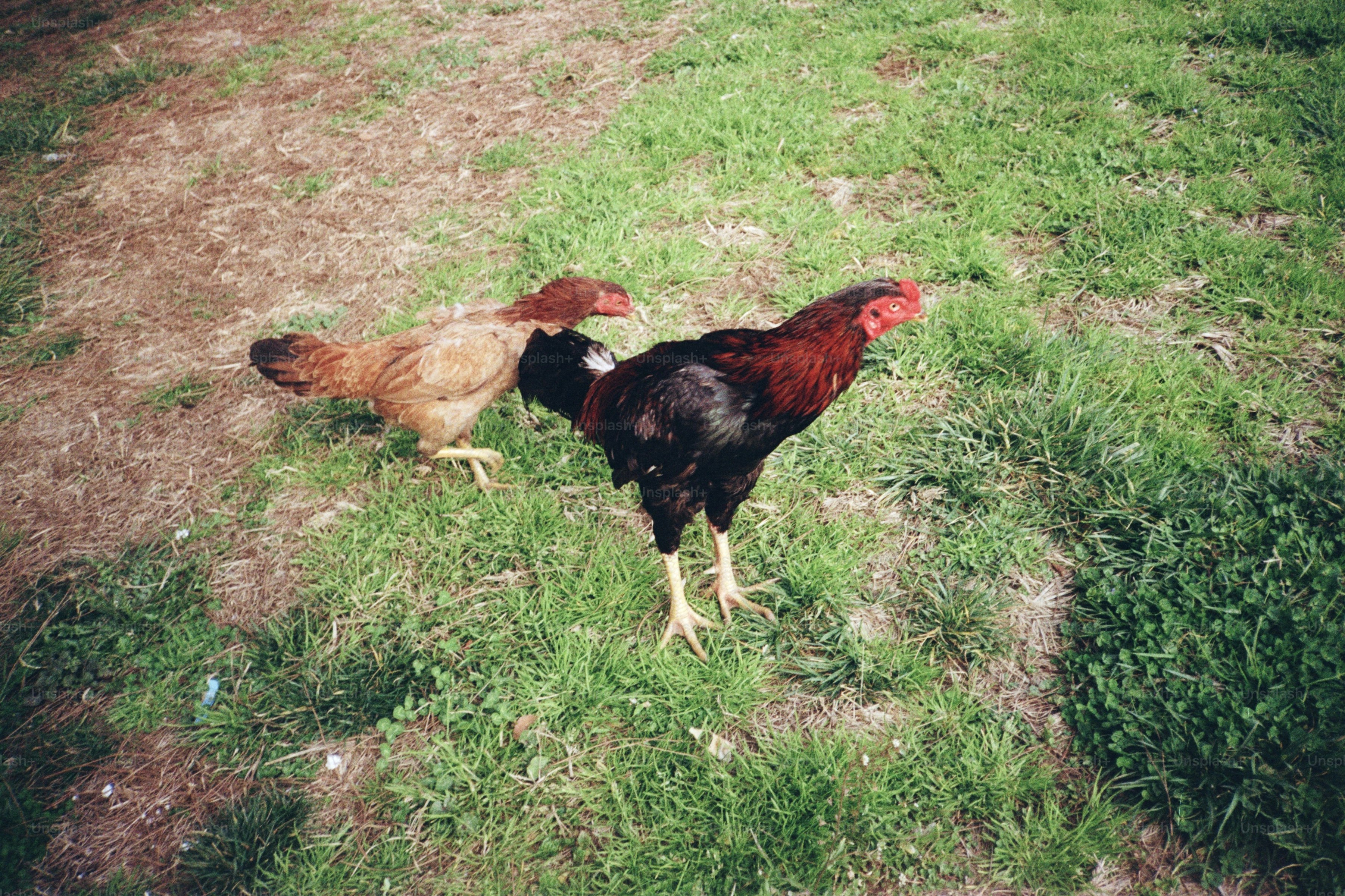 Two chickens standing on grassy ground